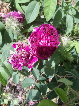 flowers